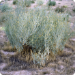 Photograph of Atriplex amnicola saltbush male plant erect form