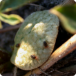 Lupin cotyledons become thickened and silvered