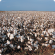Photograph of a cotton crop at maturity. the vast expanse of the cotton crop can be seen with the dried brown stems holding up the white cotton