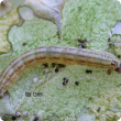 Cream-coloured cabbage centre grub has red/brown stripes and black head capsule