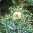 Mexican poppy (Argemone mexicana) flower and leaves