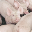 A group of eight pink grower pigs standing in a pen. 