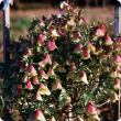Qualup bells perform best in dense plantings to maximise yield per square metre of land and to encourage upward stem growth