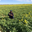 DAFWA's Shahab Pathan in his canola trial