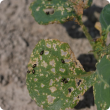 Leaf beetles and their damage on brassica seedling. Photo courtesy AAFC, Government of Canada