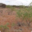 Pairs of straight spines are commonly found on young bardie bush plants.