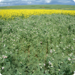 Field pea crop