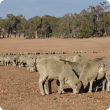 sheep eating supplementary feed