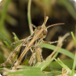 Farmers are reminded to check for Australian Plague Locust activity