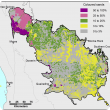 Broadscale map (1:250 000) of the Central north Agzone showing the distribution of coloured sands. Distribution is 3–10% and 10–25% in the central and southern regions. Near Moora and Three Springs distribution ranges between 50–100% and 25–50%.