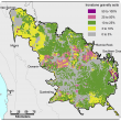 Broadscale map (1:250 000) of the Central north Agzone showing the distribution of ironstone gravel soils. Distribution  ranges from 25%–100% near Moora, Leeman and Three Springs. North near Dongara and Geraldton, distribution is lower, ranging from 0%–10