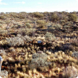 Acacia mixed shrub pasture in good condition