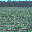 Foliage of red grape variety damaged by African black beetle turns red prematurely 