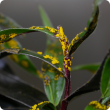 Plant with purple stems and dark green leaves covered with a bright yellow powder-like fungus.