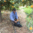 Al Holtham from Janna Plantations collects fallen citrus fruit to help control Mediterranean fruit fly in Carnarvon.