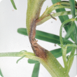 Plant shoot showing rotting stem caused by Anthracnose.