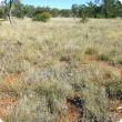 Photograph of arid short grass pasture in good condition in the Kimberley