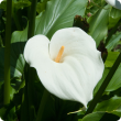 Arum lily flower