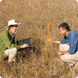 Photograph of two DAFWA officers measuring grass height for assessing pastoral condition