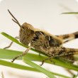 Australian plague locust sitting on grass.