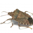 Adult brown marmorated stink bug