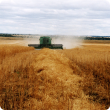 Harvesting canola on raised beds