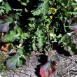 Stunted plant with thickened leaves and reddened margins