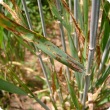 Net type net blotch has thin brown streaks that often cross with a net like appearance