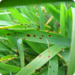 Barley spot type net blotch