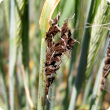 A close up of barley heads affected with loose smut