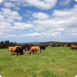 Cattle on pasture