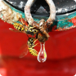 European wasp on a drop of water