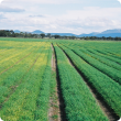 Crop yellowing and raised beds at North Stirling