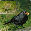 Male and female blackbird.