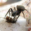 Black house spide in its web, eating a chafer