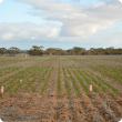 Photo of the continuous wheat trial in Merredin