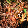 Branched broomrape (Orobanche ramosa) growing in the ground.