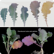 Mild purple pigmentation starts at the end of the leaf and progresses to the base on both sides of the leaf 