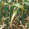 Irregular, elongated often interveinal leaf blotches with a narrow yellow margin