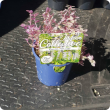 Gardeners who purchased a Callisia ‘Pink Lady’ plant from Bunnings’ Indoor Collective range are urged to return it any Bunnings store for a full refund. Suspect plants can be reported to the department’s Pest and Disease Information Service.