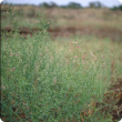 Camelthorn shrub with small pink flowers