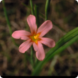 One-leaf cape tulip flower