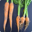 Carrots of the same age, healthy ones on the left and three damaged by root-knot nematodes on the right