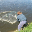 Man casting a net in the river