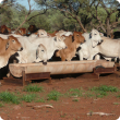 The Northern Beef forum and field day are open to all pastoralists, members of the beef supply chain and other interested people.