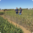 Research to quantify yield losses from cereal diseases