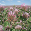 Close up of Rose Clover flowers in a Certified seed crop