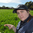 Wheat growers have been advised to check the 2017 disease ratings when selecting varieties, to avoid the risk of crop losses this season. DAFWA’s  Ciara Beard checks for powdery mildew.