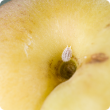 Citrophilus mealybug on a fruit