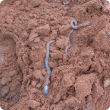 Earthworms in red loamy soil